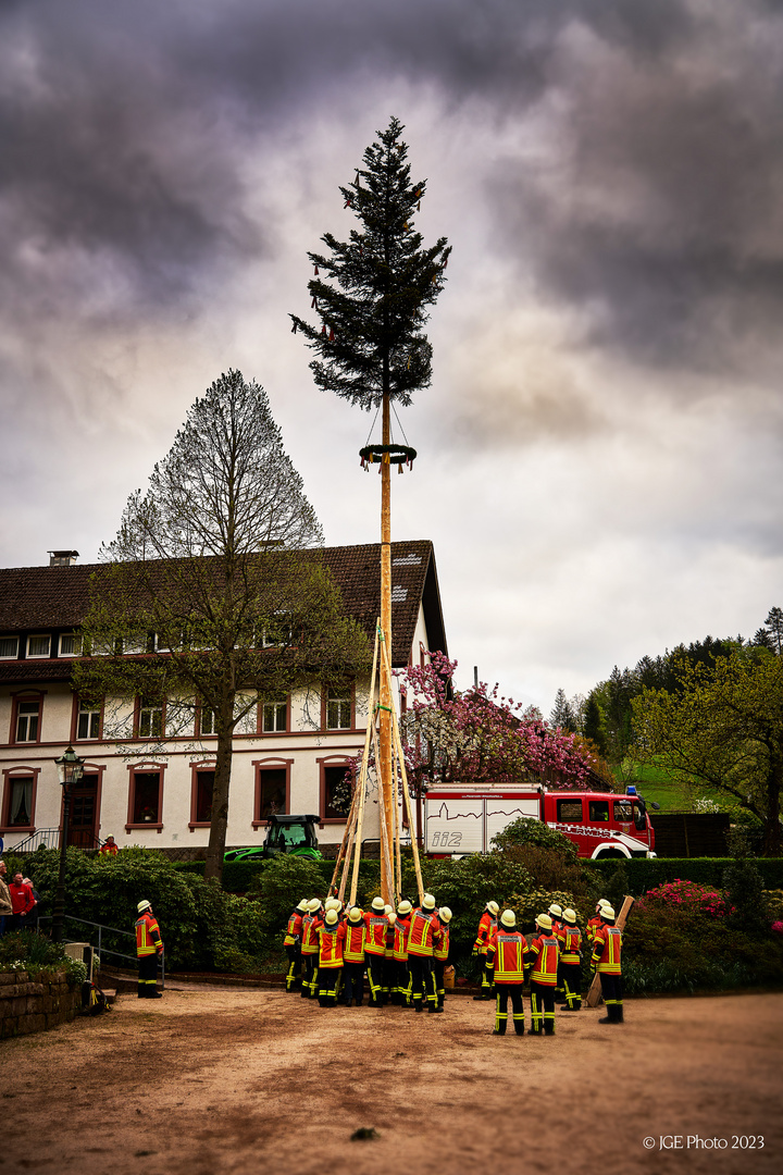 Maibaumaufstellung in Ottenhöfen