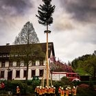 Maibaumaufstellung in Ottenhöfen