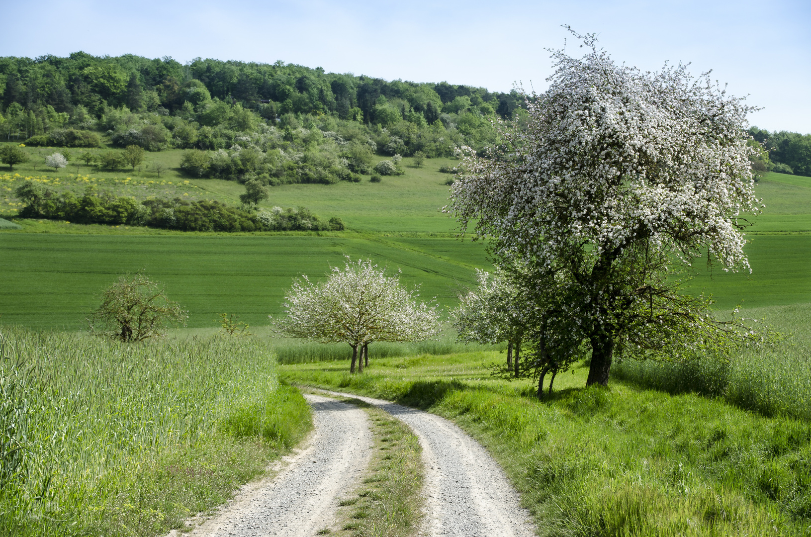 Maiblüte