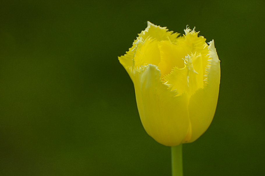 Maiblüte