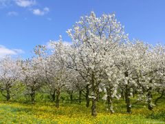 Maiblüte