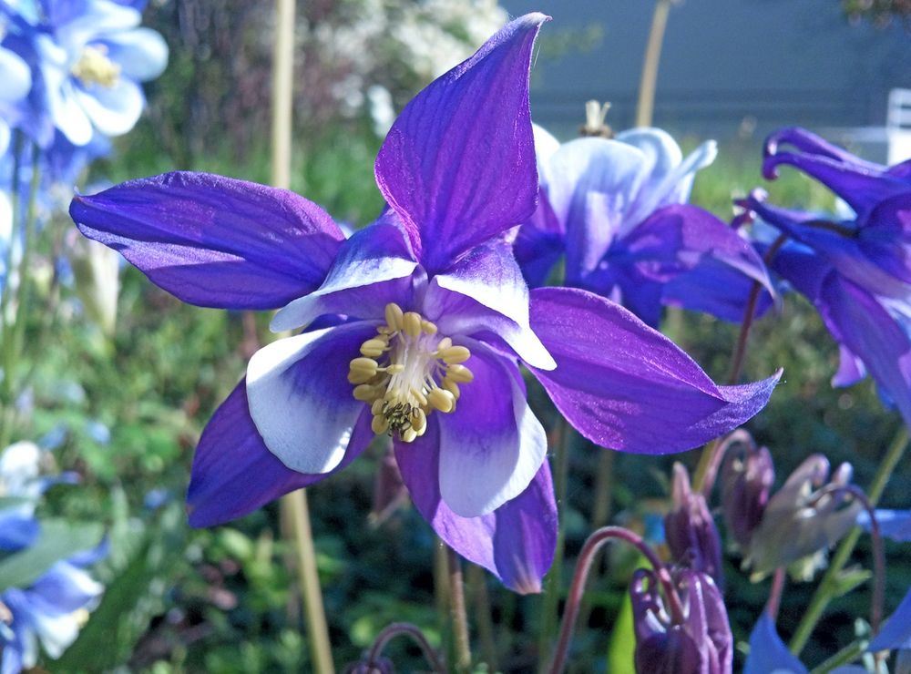 Maiblüten ^^2012 von waldfrau 