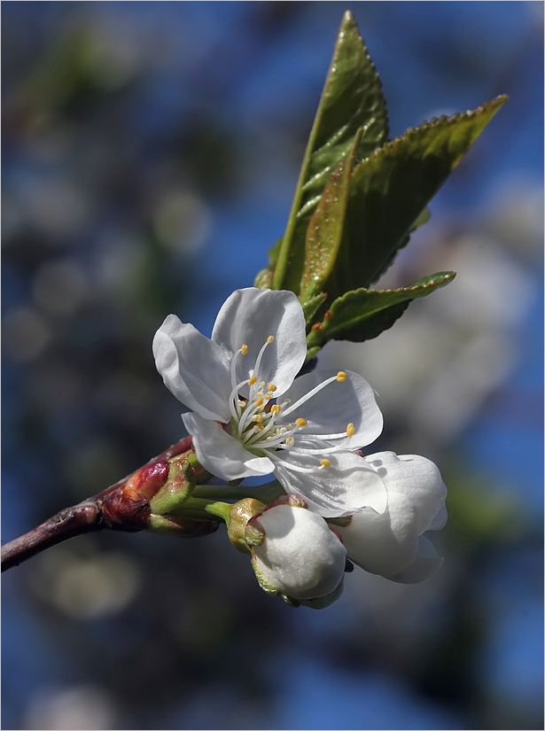 Maiblüten