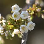 Maiblüten