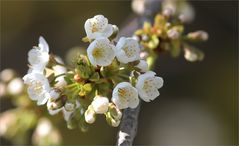 Maiblüten