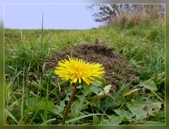 Maiblume im Dezember.