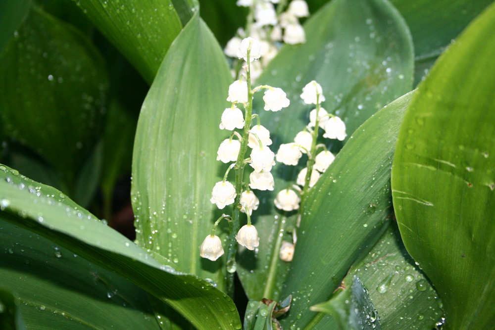 Maiblumen