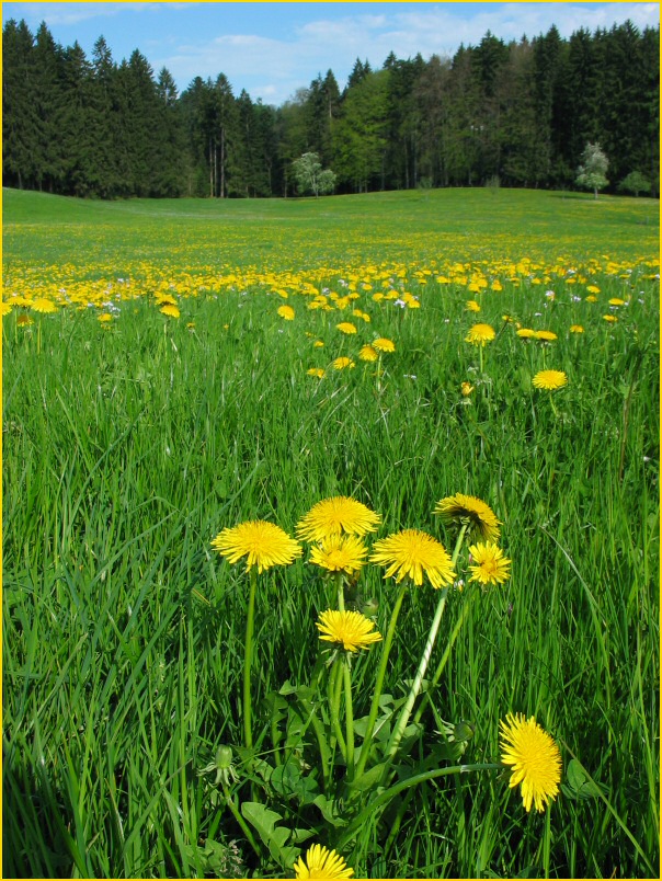 Maiblumen (Löwenzahn)