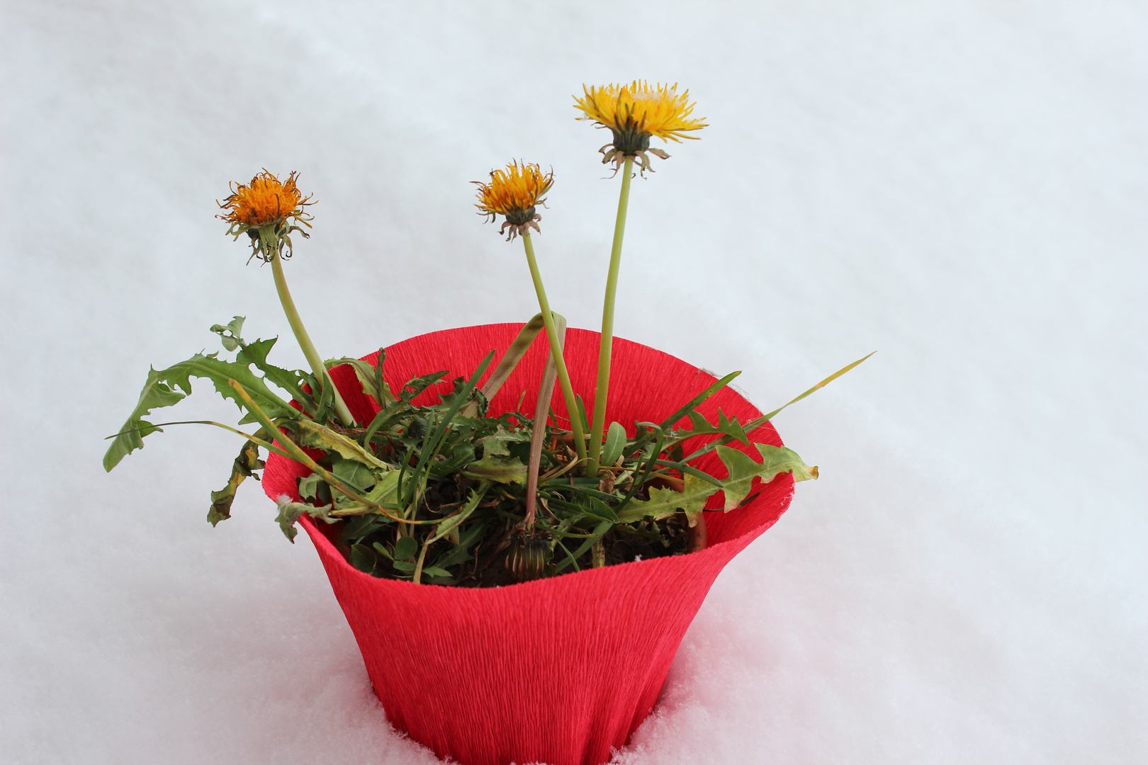 Maiblumen zu Weihnachten