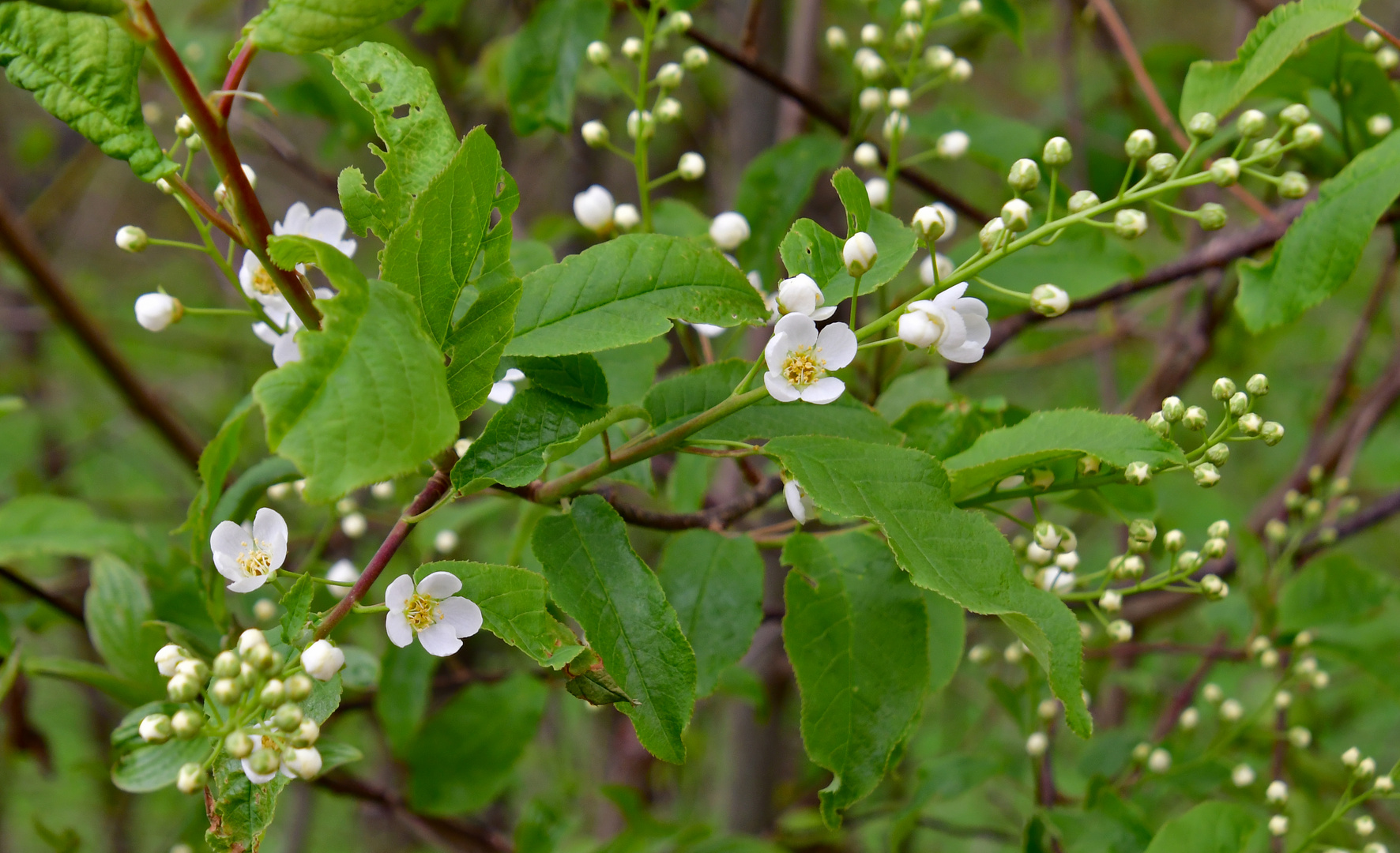 Maiblumenstrauch (Deutzie) - Nr. 1