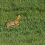 Maibock