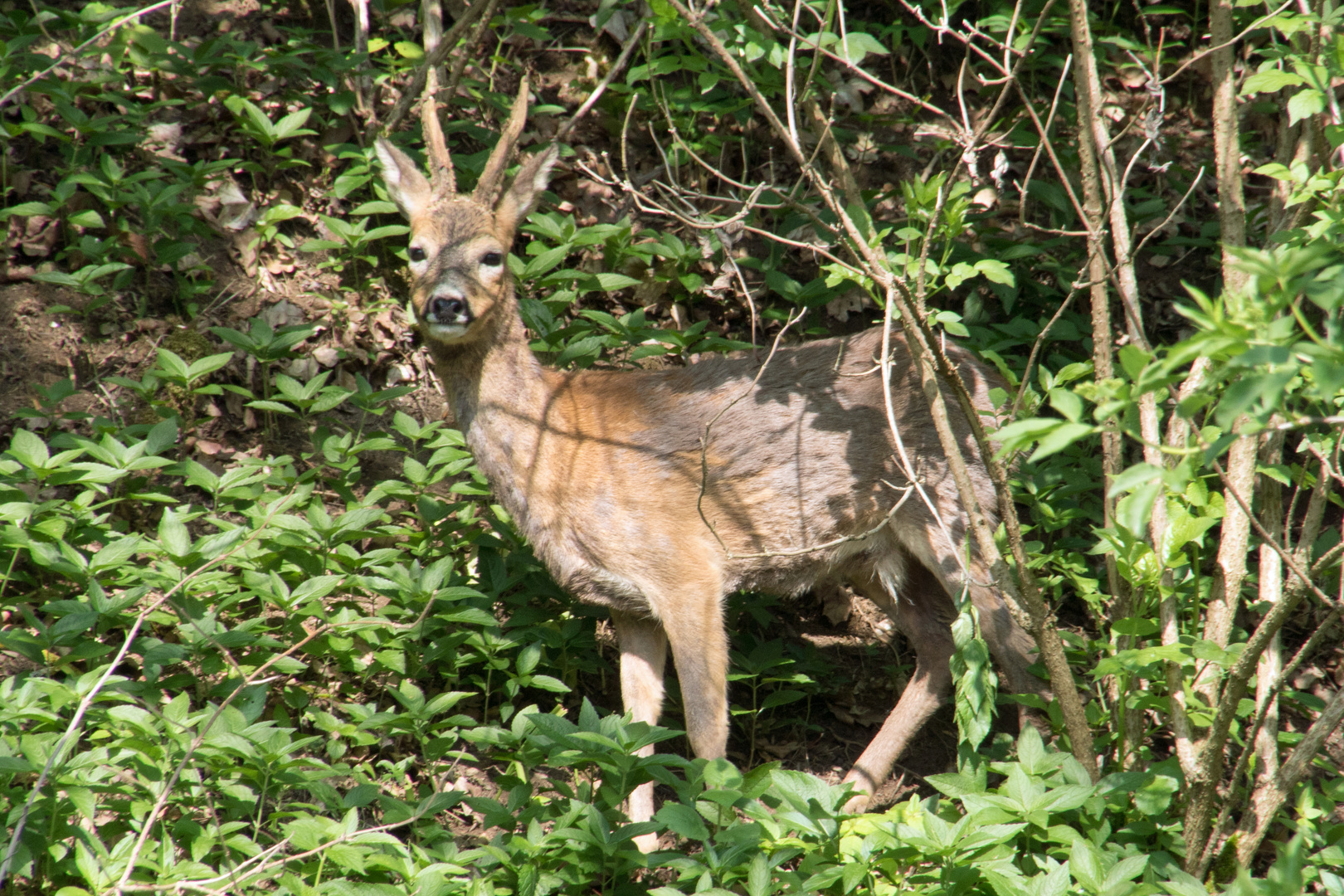 Maibock 2019