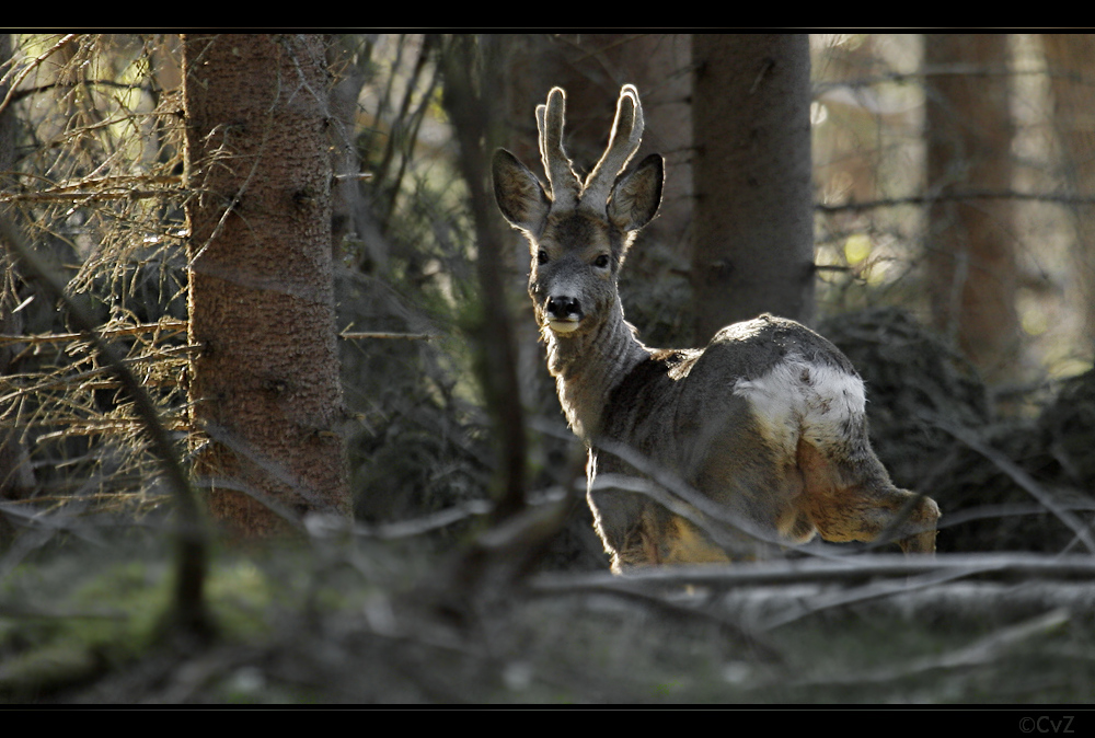 Maibock