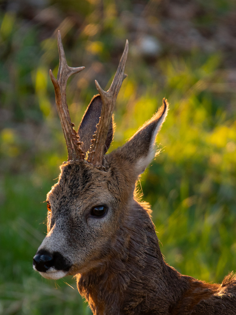 Maibock