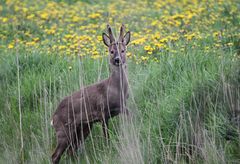 Maibock