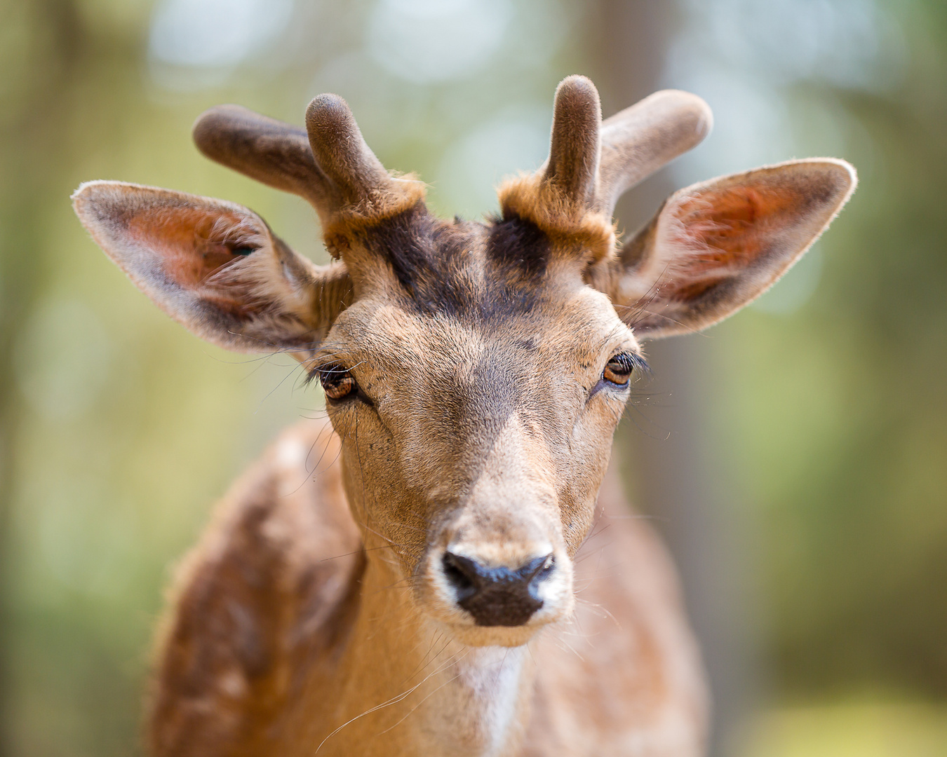 Maibock