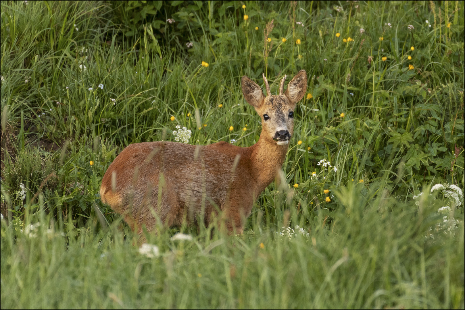 Maibock 