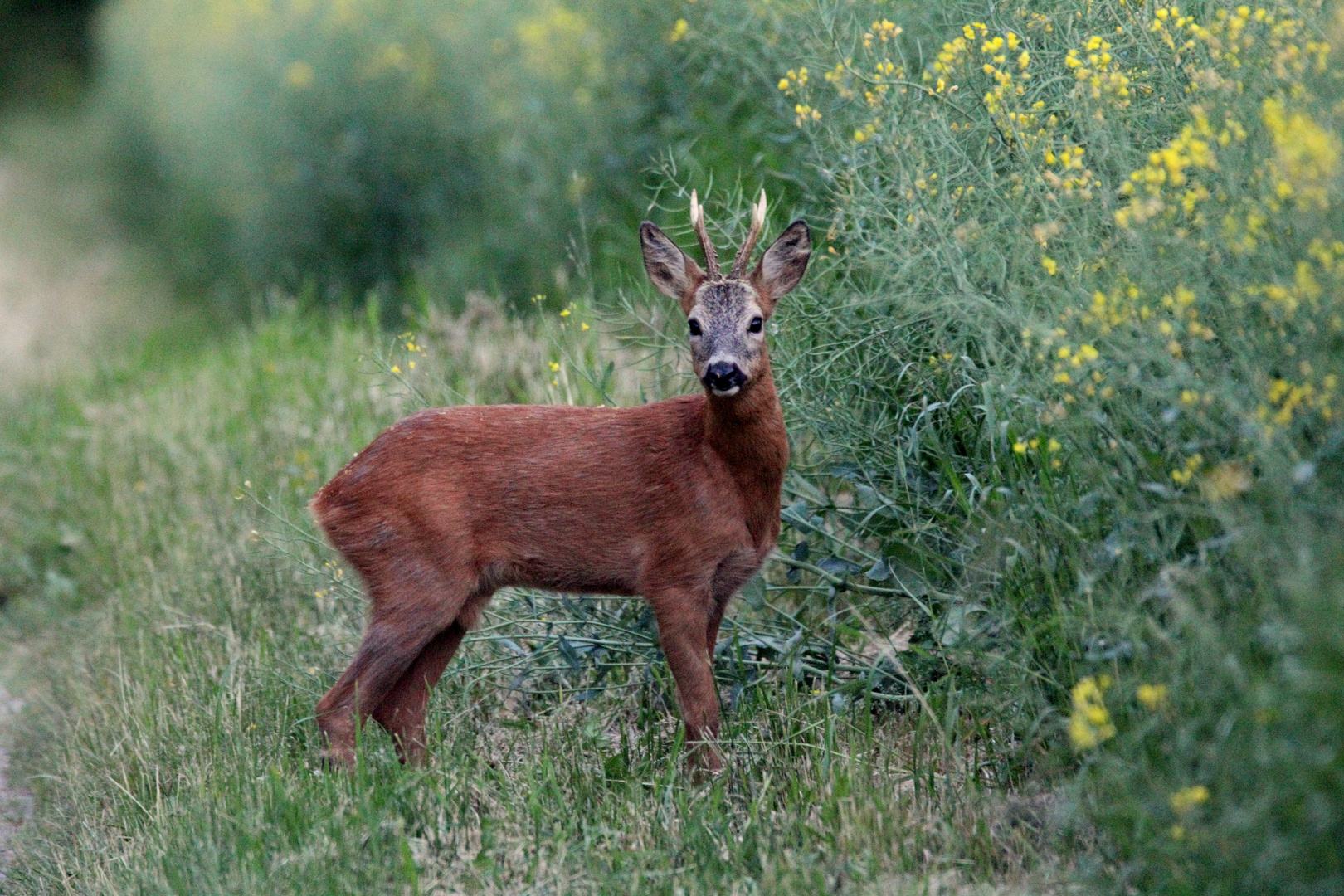 Maibock