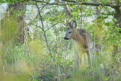 Maibock