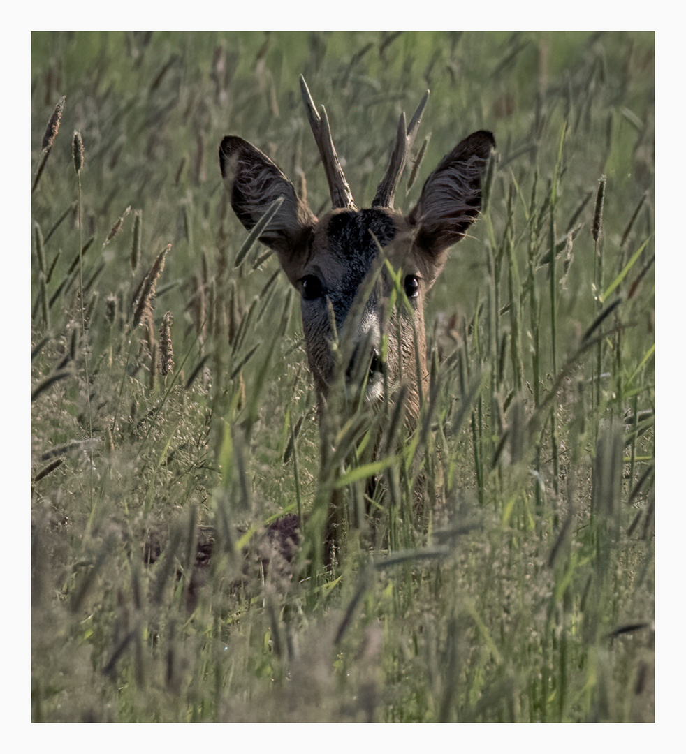 Maibock