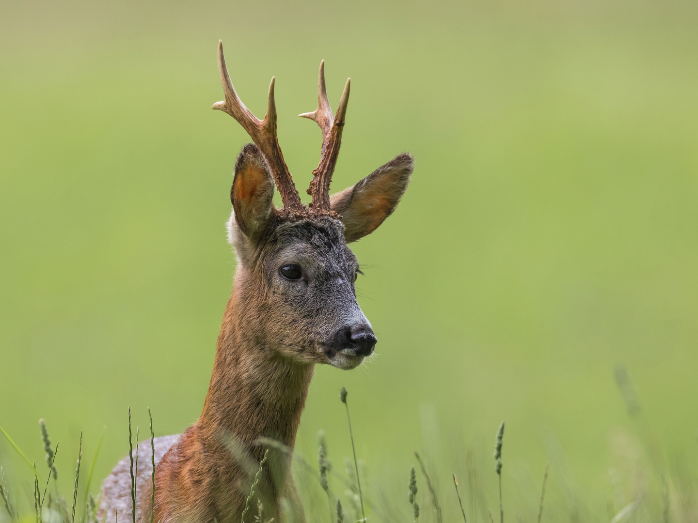 Maibock Foto & Bild tiere, wildlife, säugetiere Bilder auf
