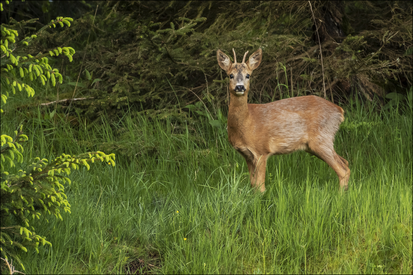 Maibock II