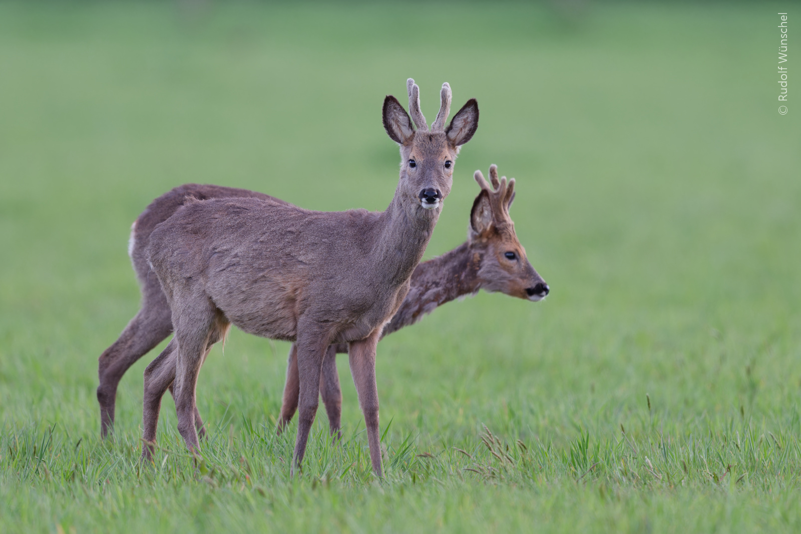 ~   Maibock-Zwillinge   ~