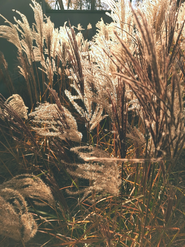 Maiden silvergrass in the autumn sun