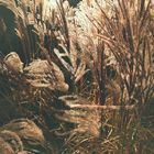 Maiden silvergrass in the autumn sun