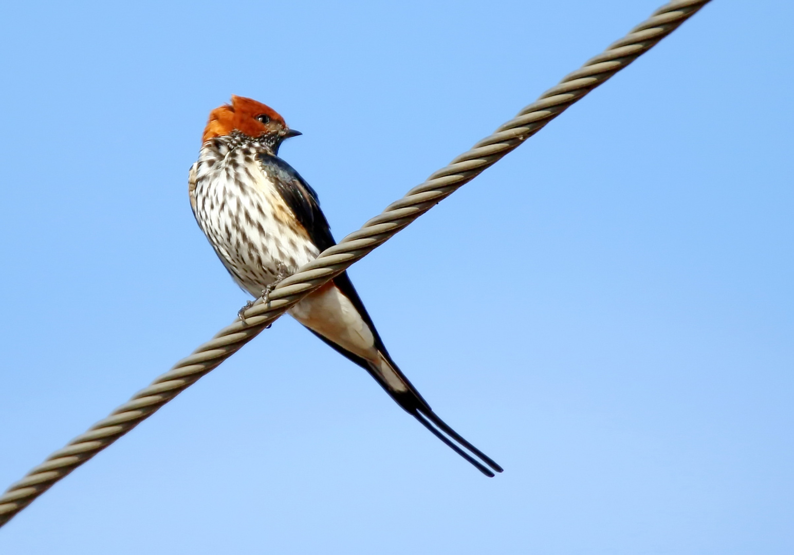 Maidschwalbe (Hirundo abyssinica)