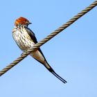 Maidschwalbe (Hirundo abyssinica)