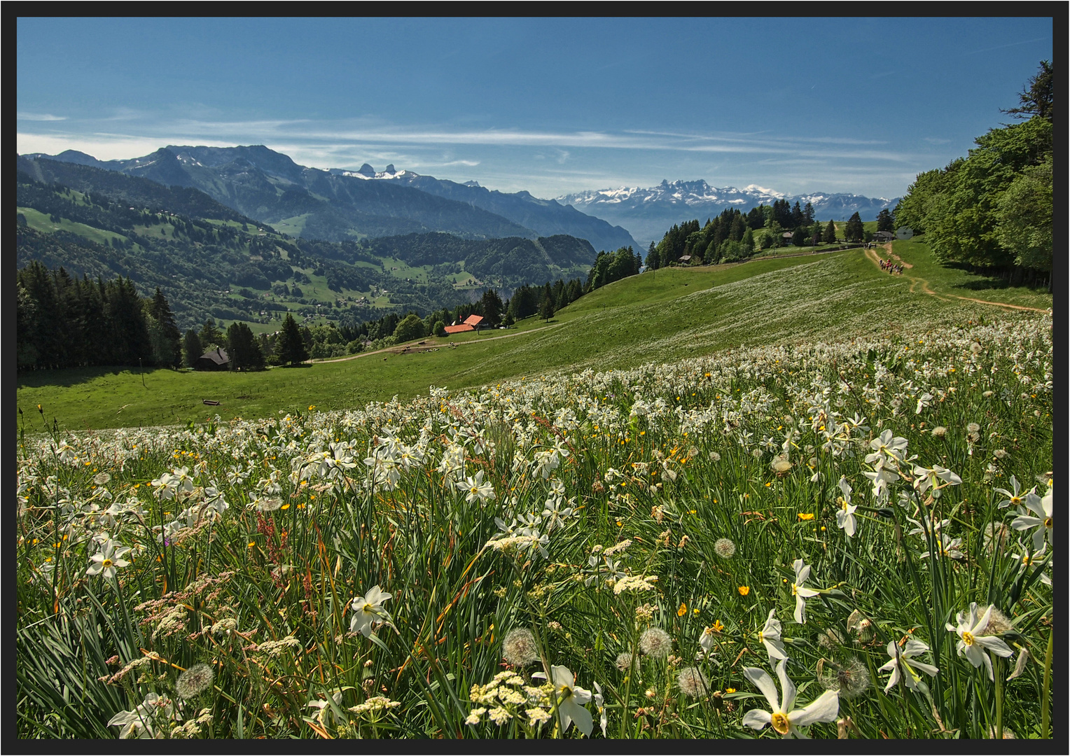 Maien.... Foto & Bild europe, schweiz & liechtenstein, kt. waadt vaud