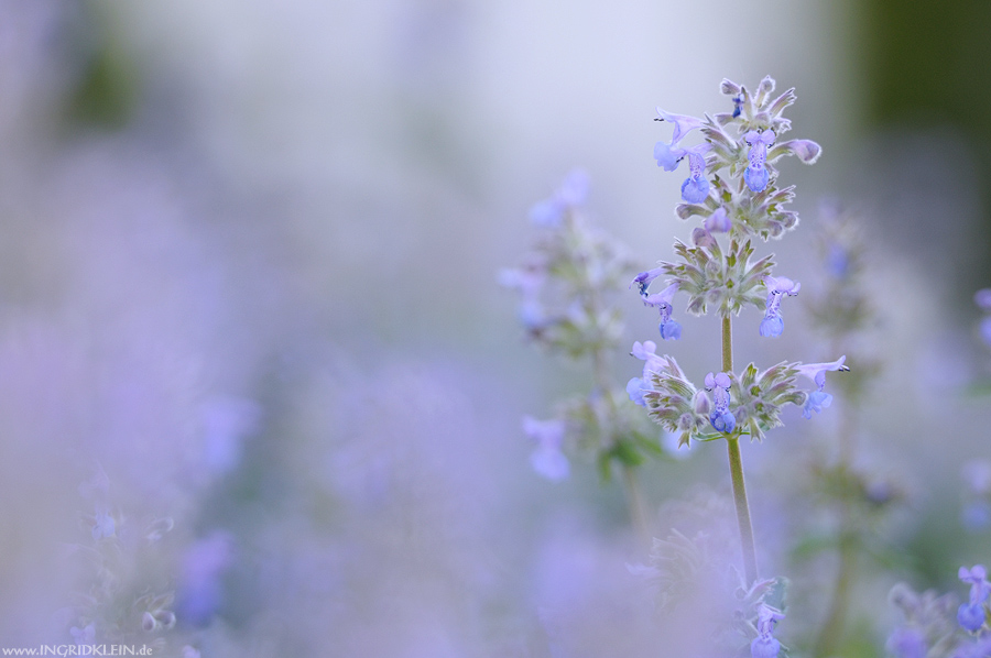 Maienblumen