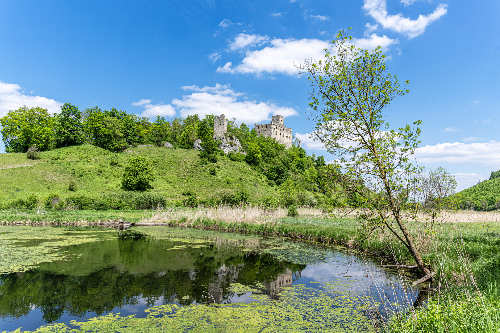 Maiengrün