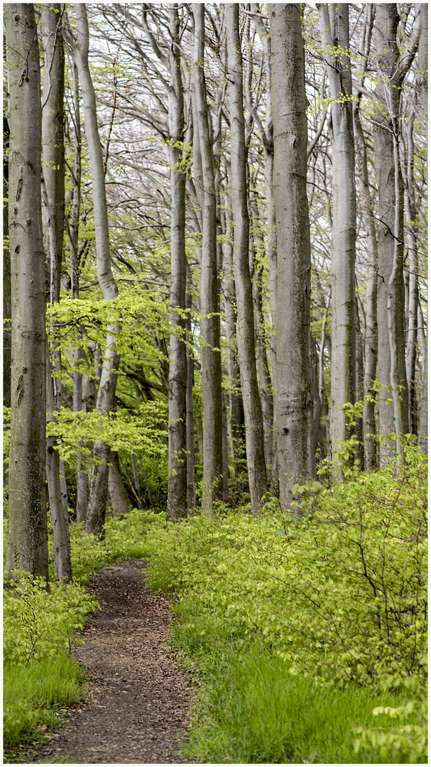 maiengrün im april