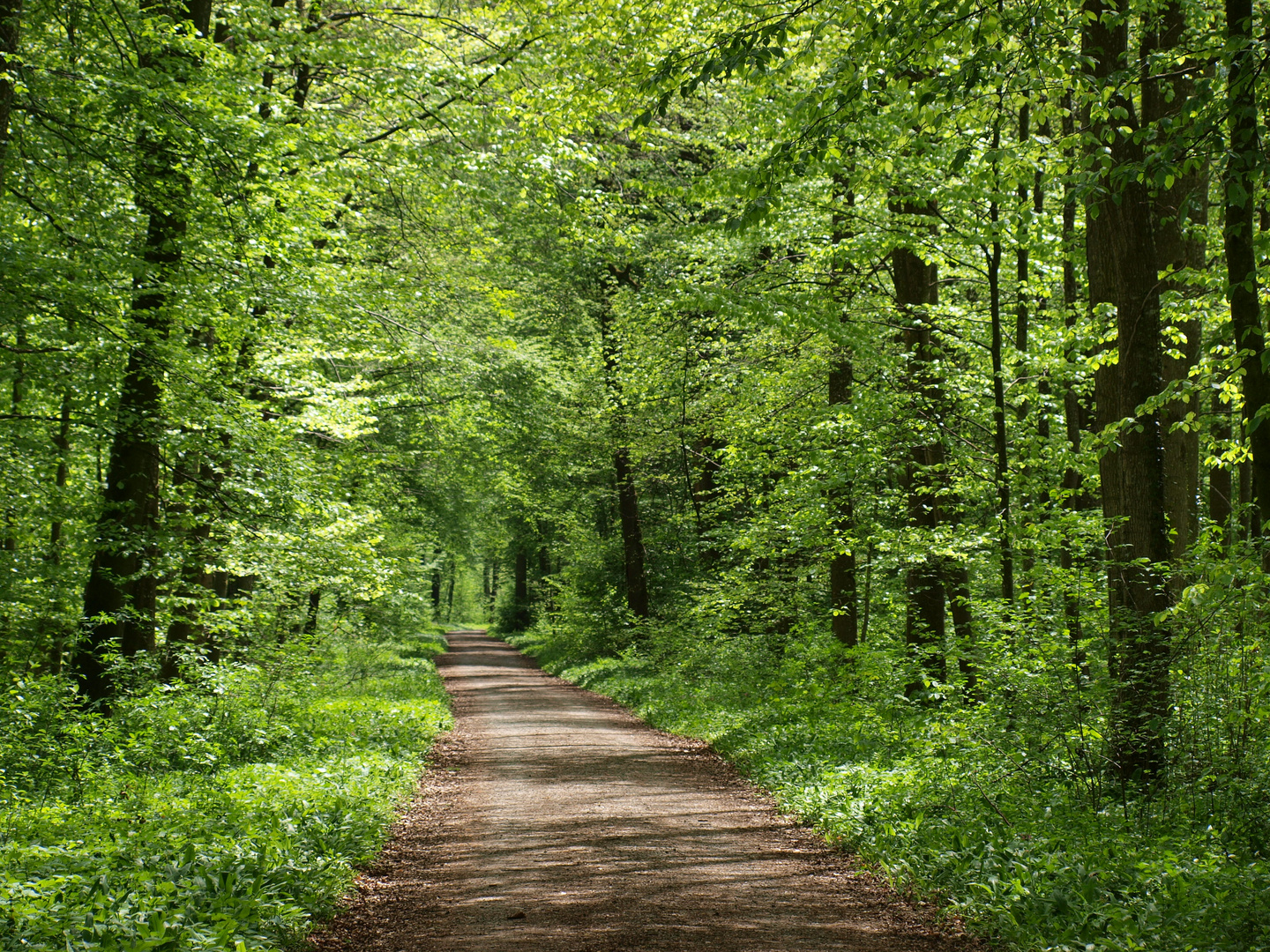 Maiengrün im Schenkenwald