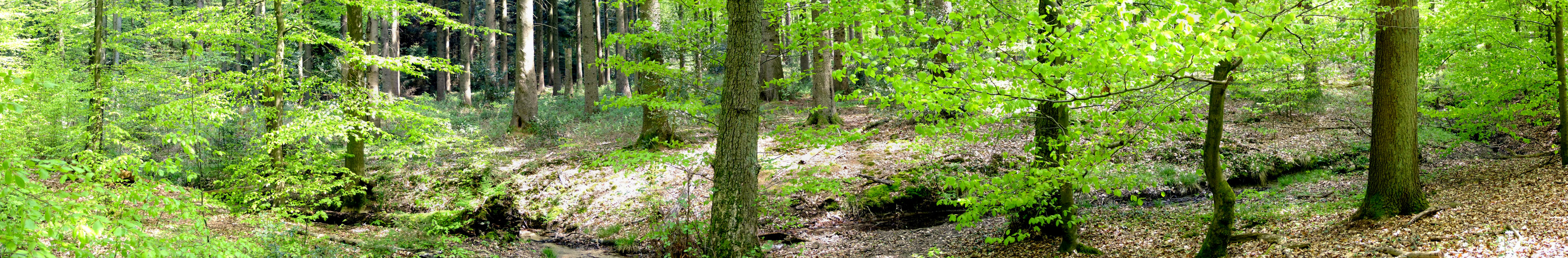 maiengrün mit bachlauf, panorama