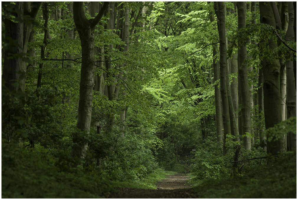 Maiengrüner Wald