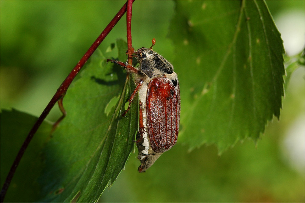 Maienkäfer