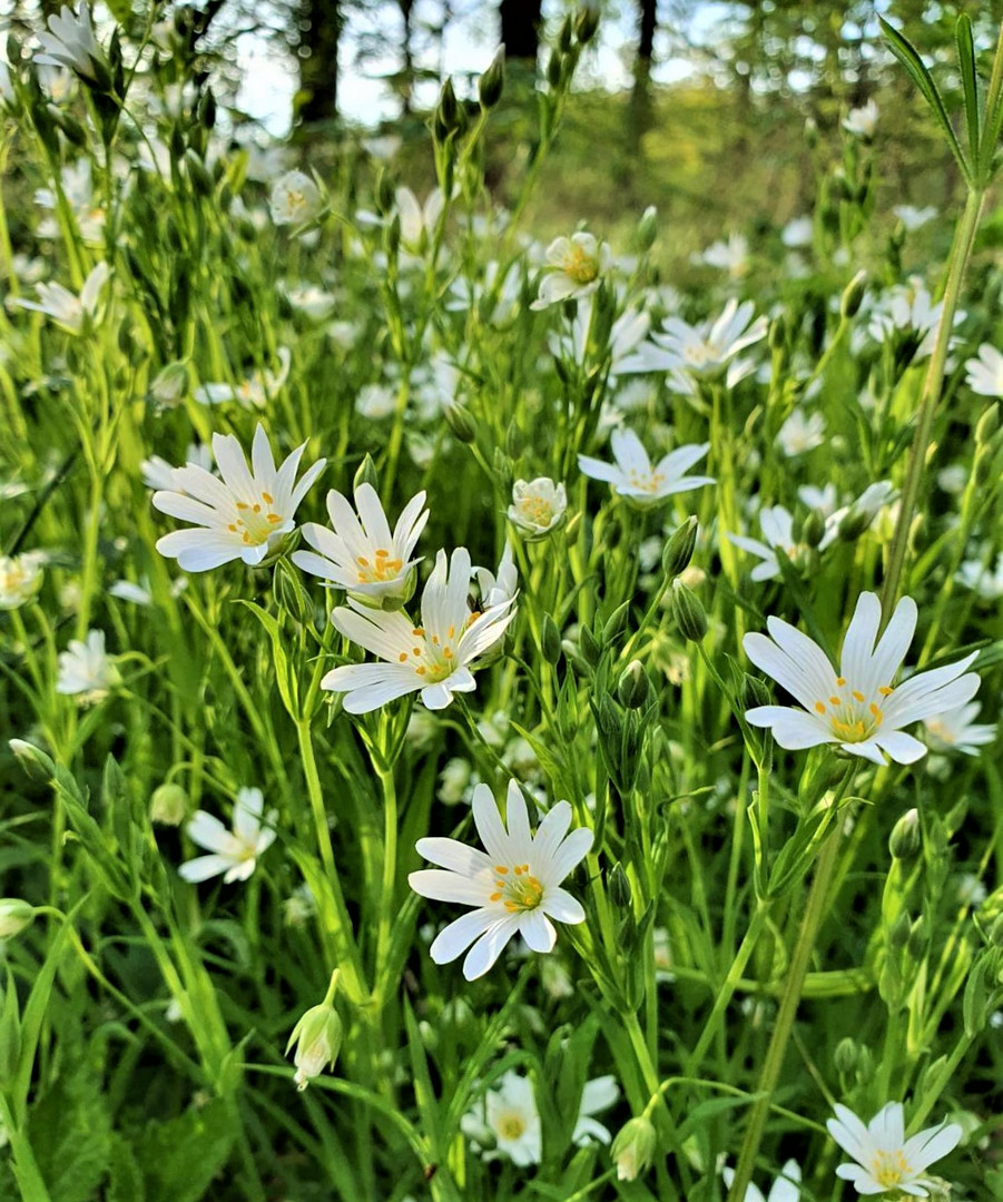 Maien"tanz" im Wald