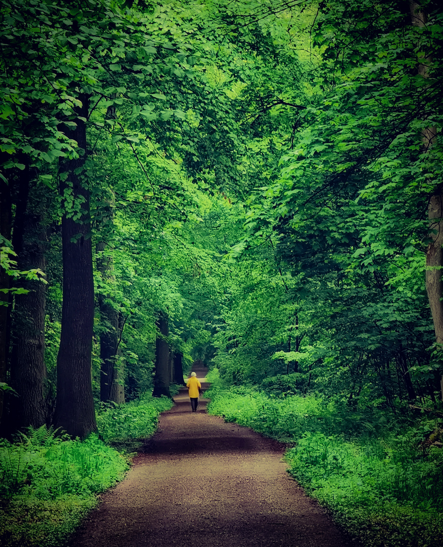 Maienwald im Regen, wunderbar!