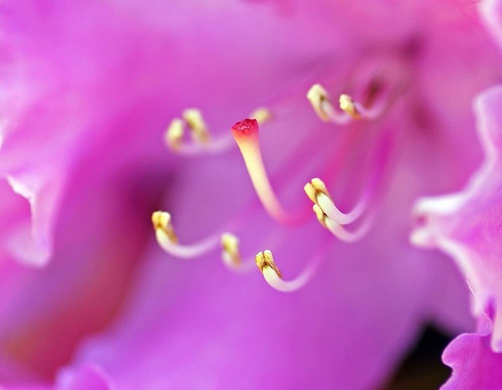 Maienzeit: Rhodozeit