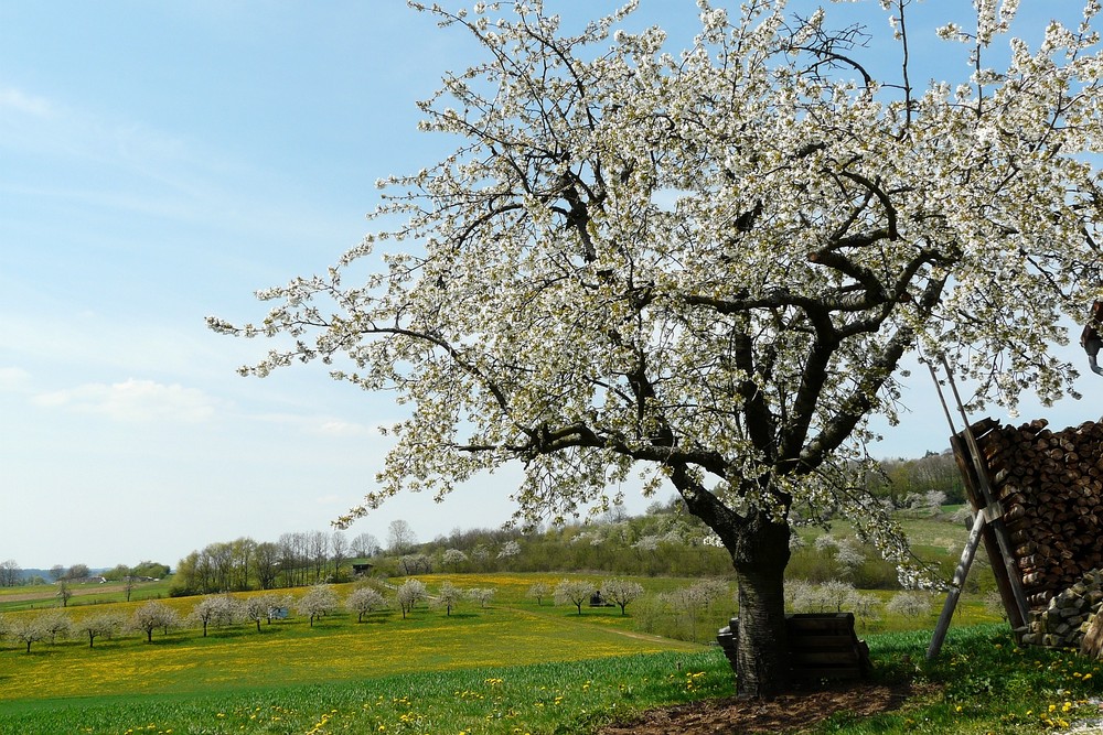 Maifeiertag