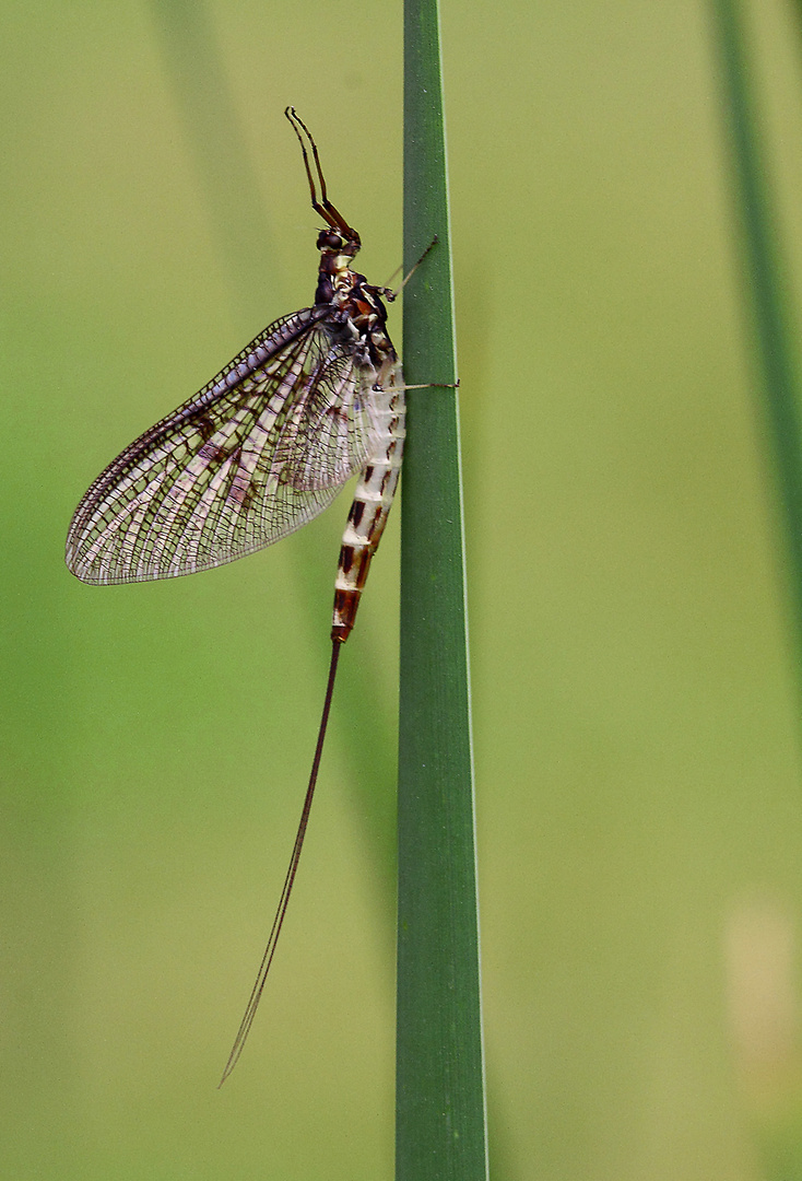 Maifliege Foto & Bild | tiere, wildlife, insekten Bilder auf ...