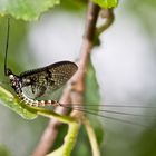 Maifliegenzeit im Juni