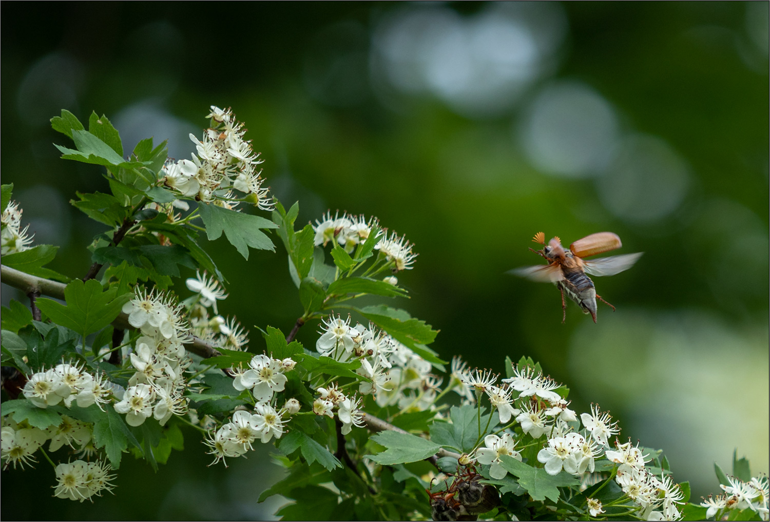 maiflug