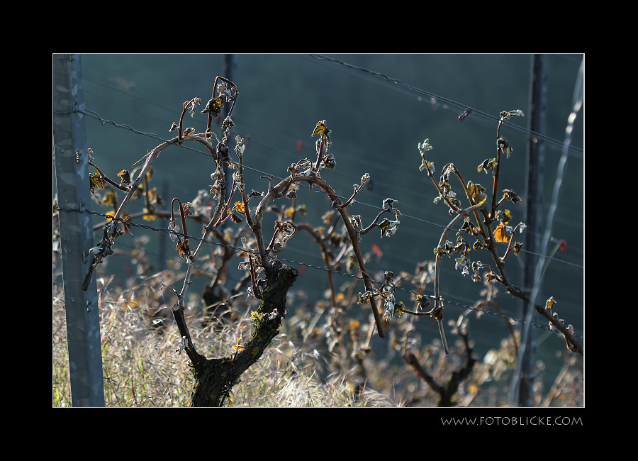 Maifröste 2011 im Weinberg