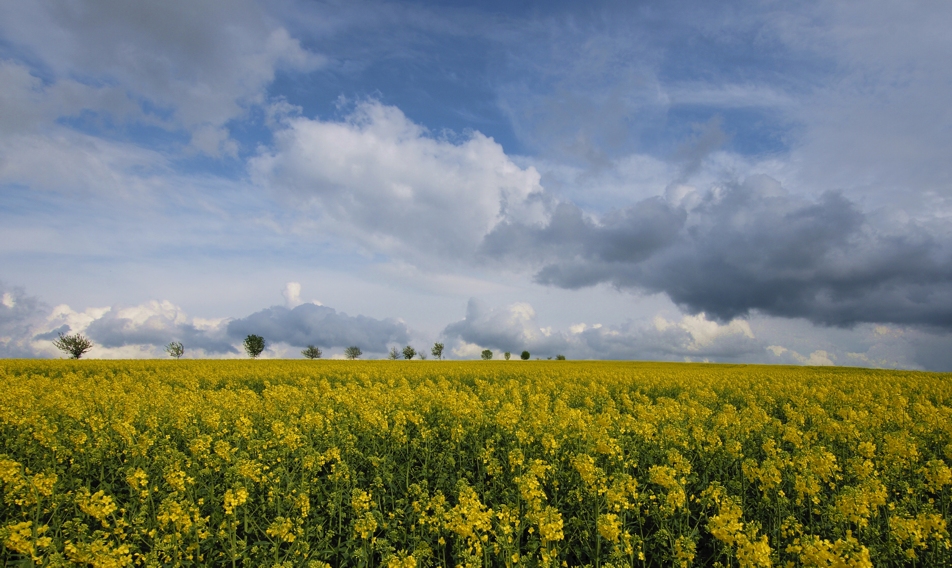 MaiFrühling