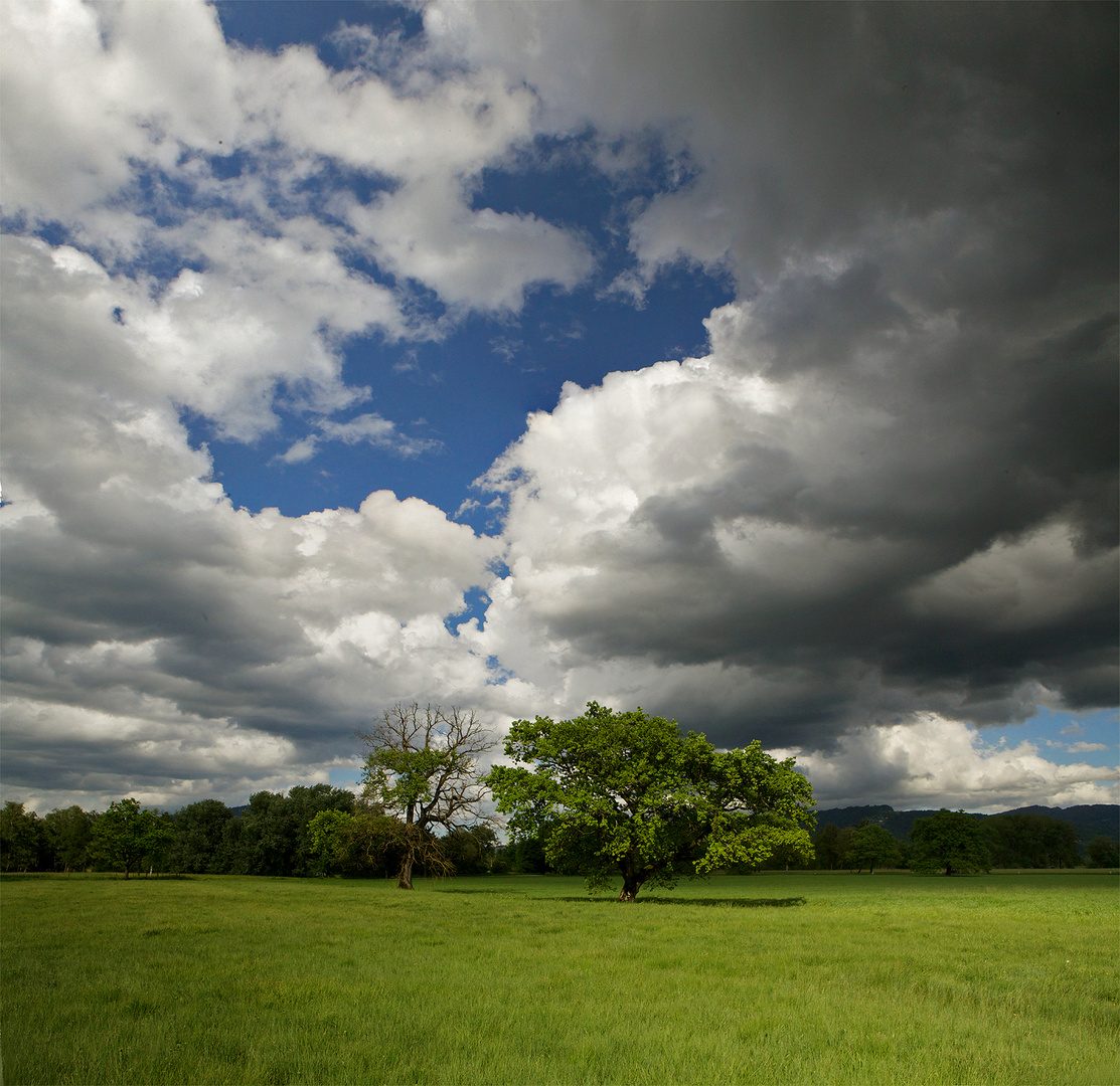 Maigewitter über Ried-Eiche