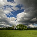 Maigewitter über Ried-Eiche